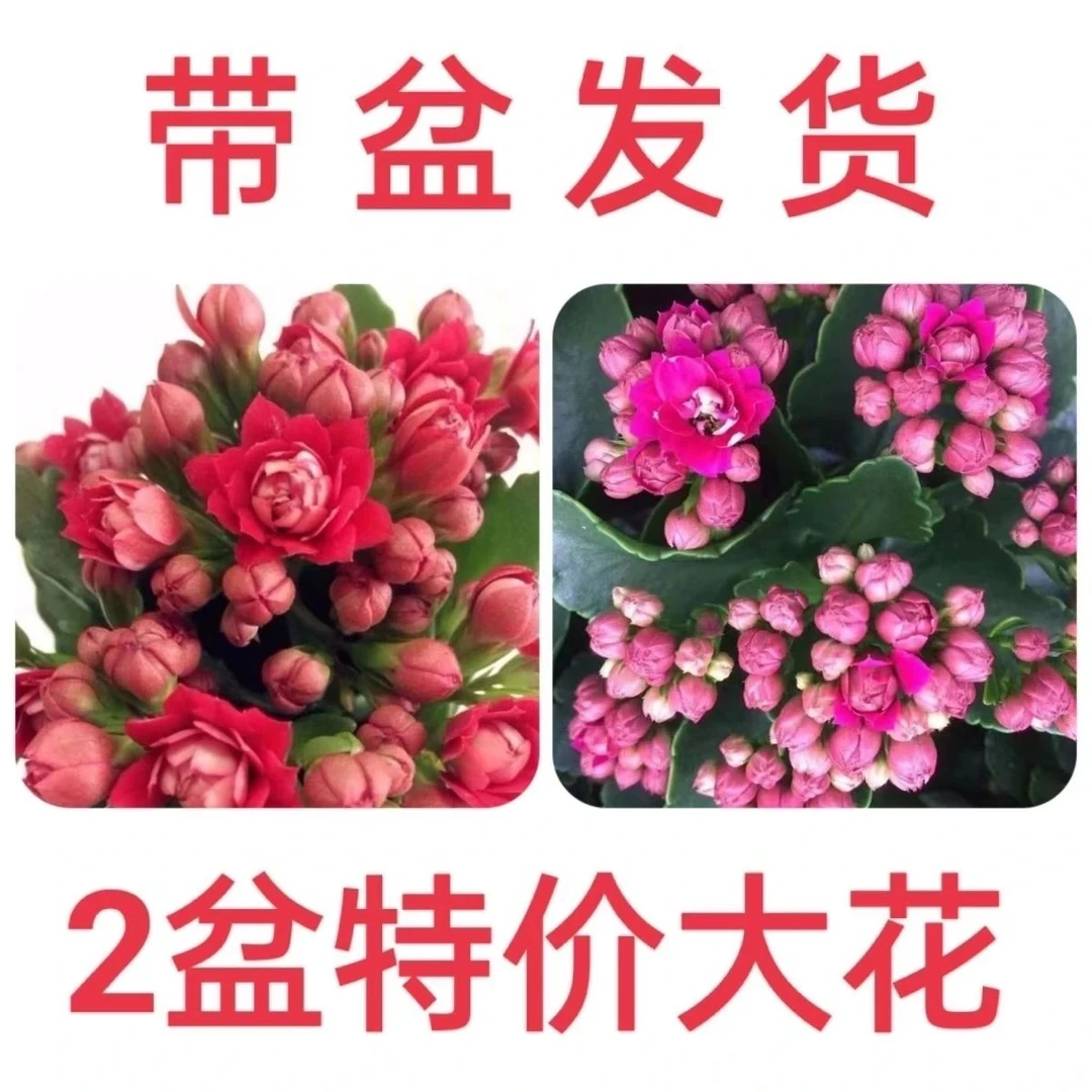 重瓣长寿花盆栽带花苞四季开花新品大花批发室内阳台花卉盆栽绿植