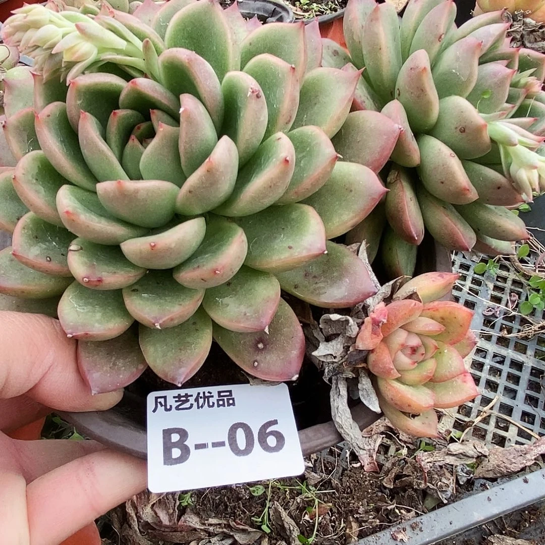 B06一物一拍满9.9包邮