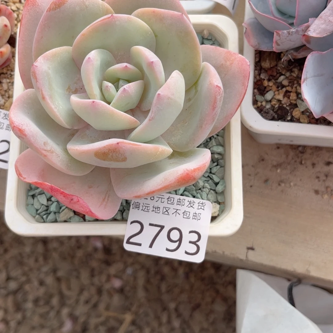 q2793:、x g f h n m m