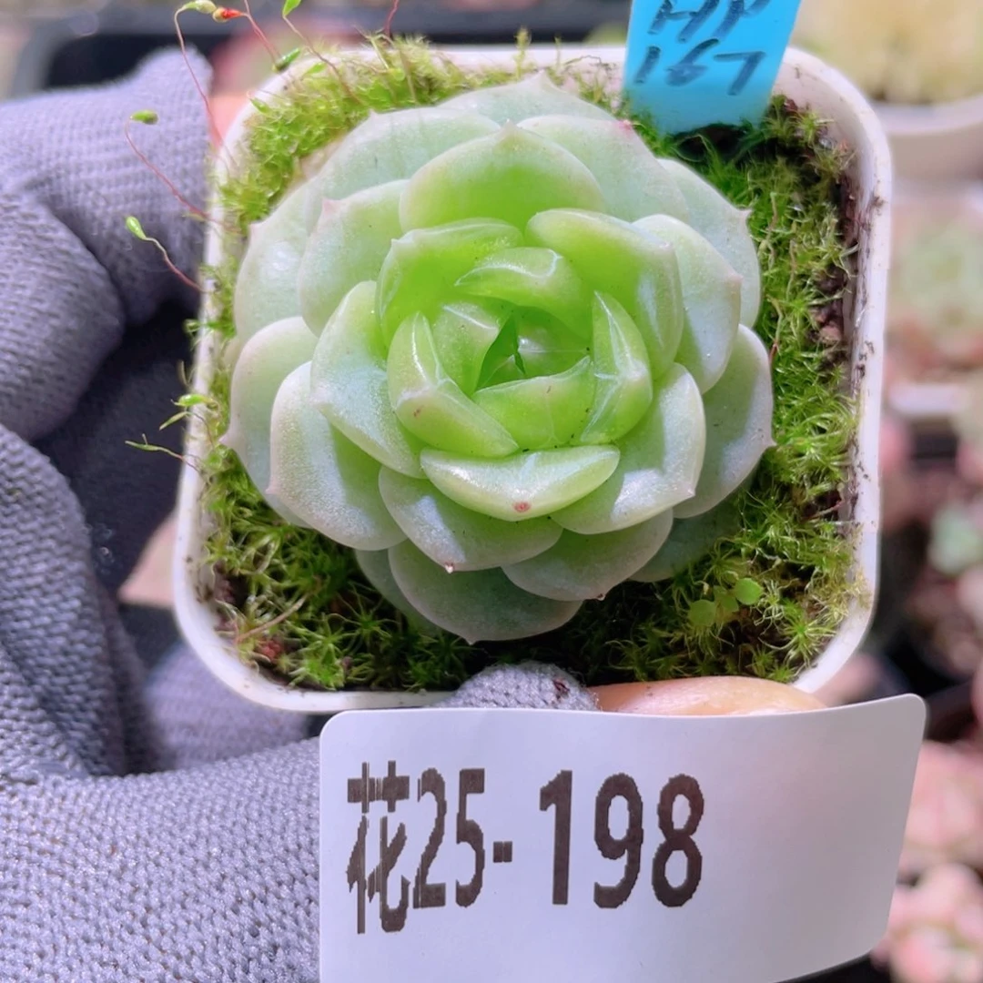花利美25-198珍妮
