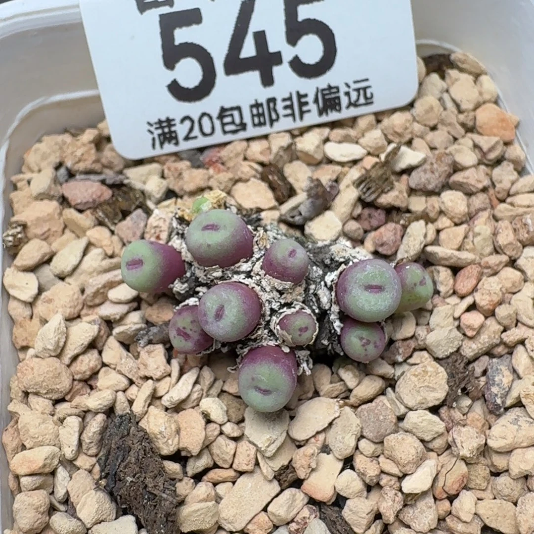 产地嘴带盆土11头