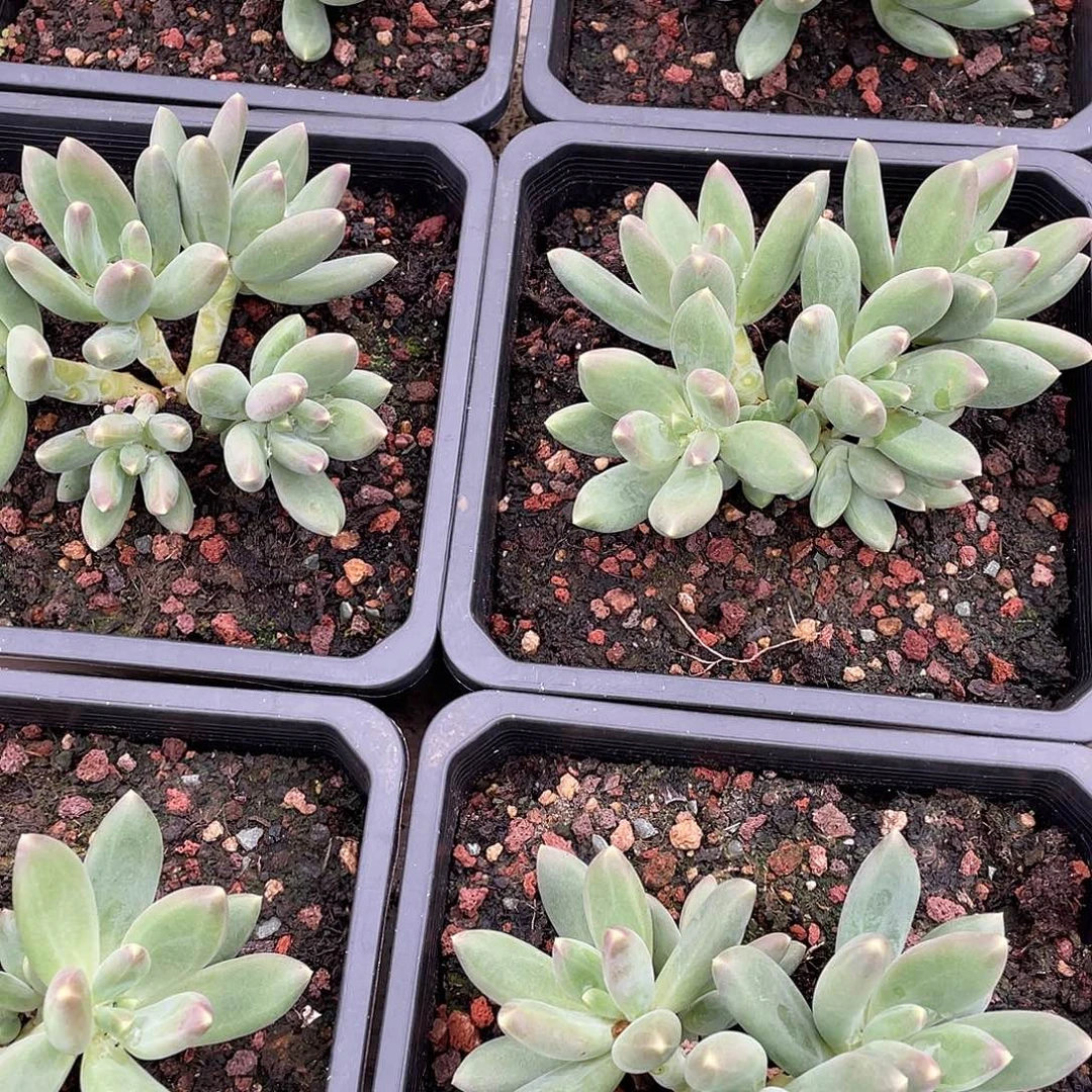 麒麟美人群生15厘米可挑