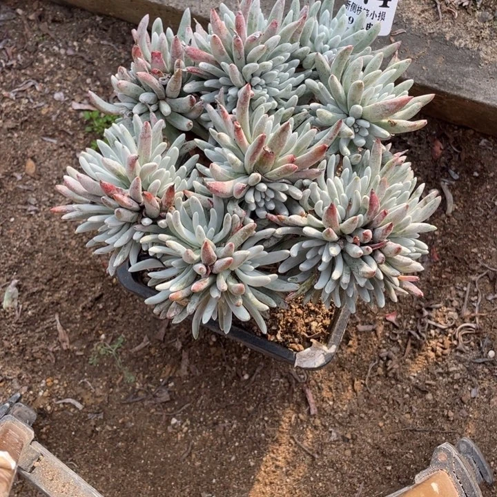 474号雪花多肉植物