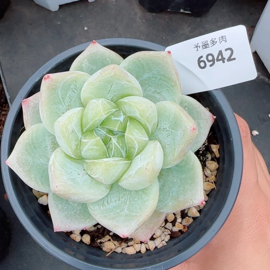 白泽珍妮，6942多肉植物