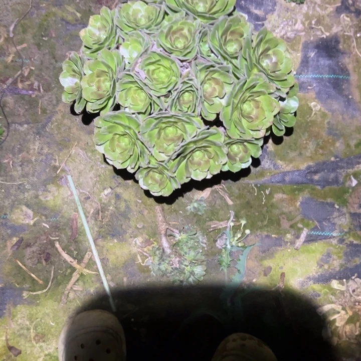 不包侧枝一物一拍59
