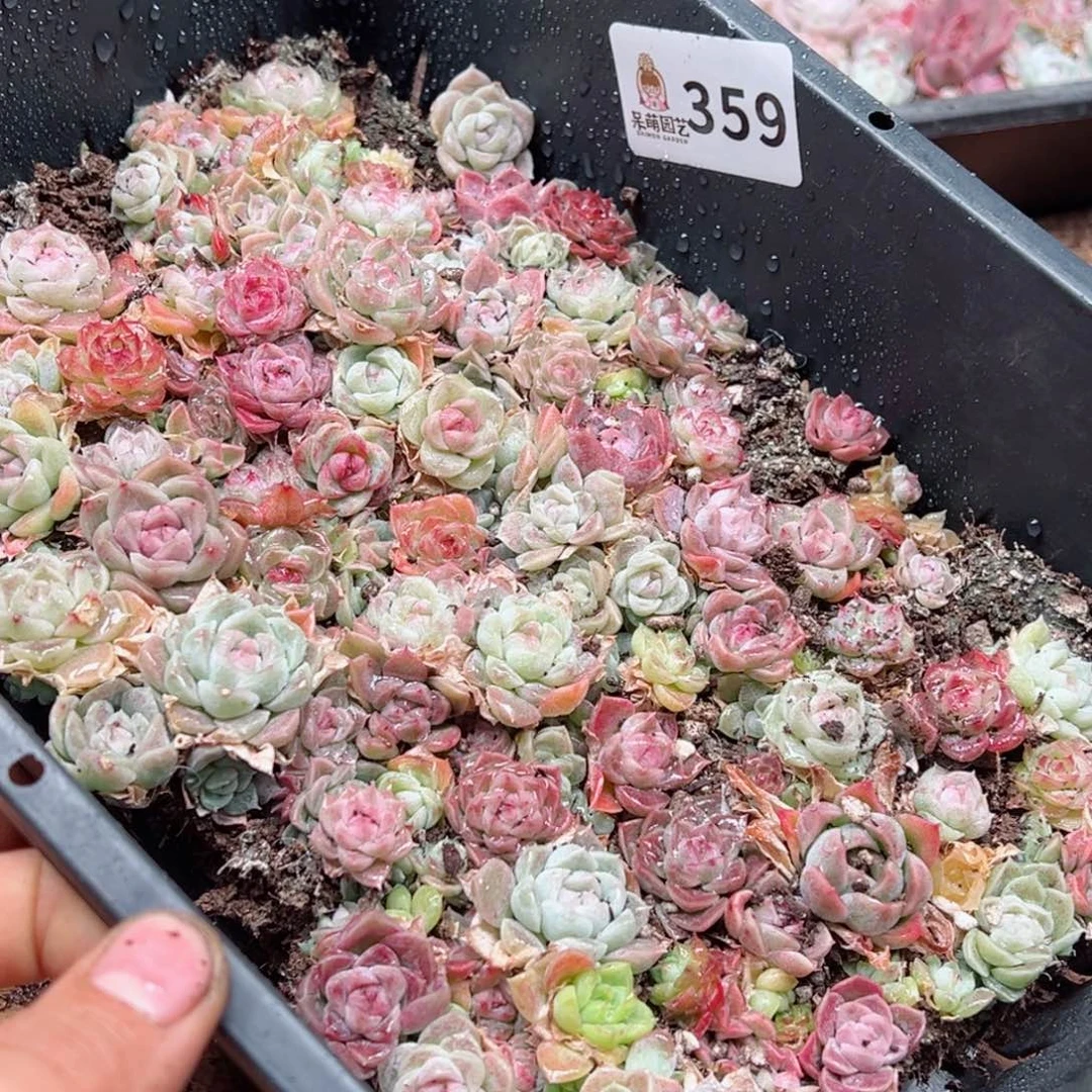 迷*多肉植物多肉植物