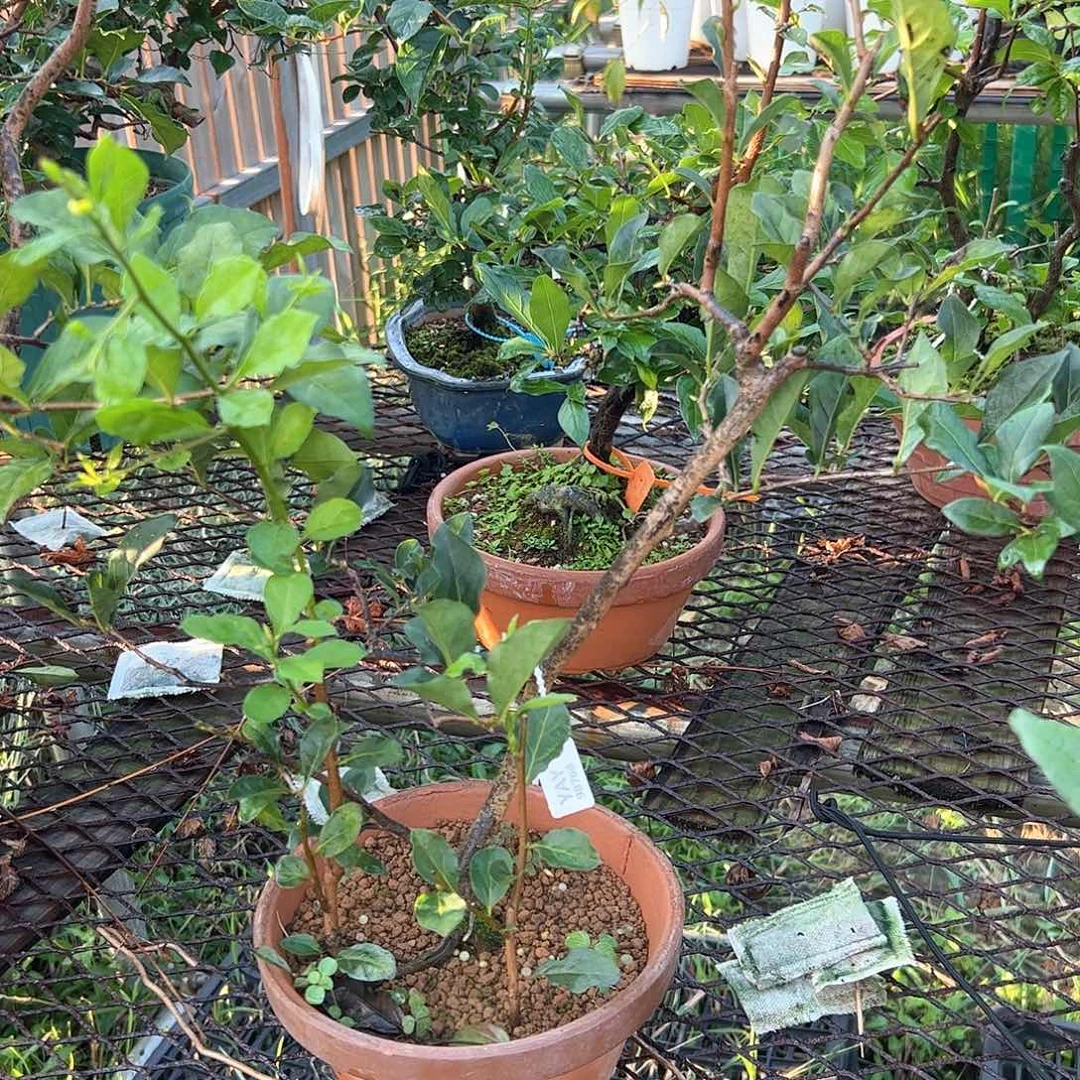 无花朵盆景不包邮