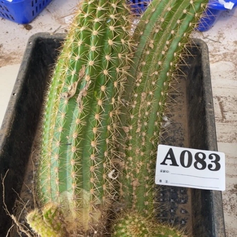 瑕疵毛花柱a 083