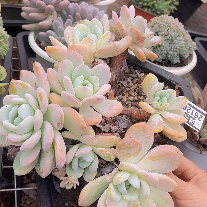 冷香26128多肉植物