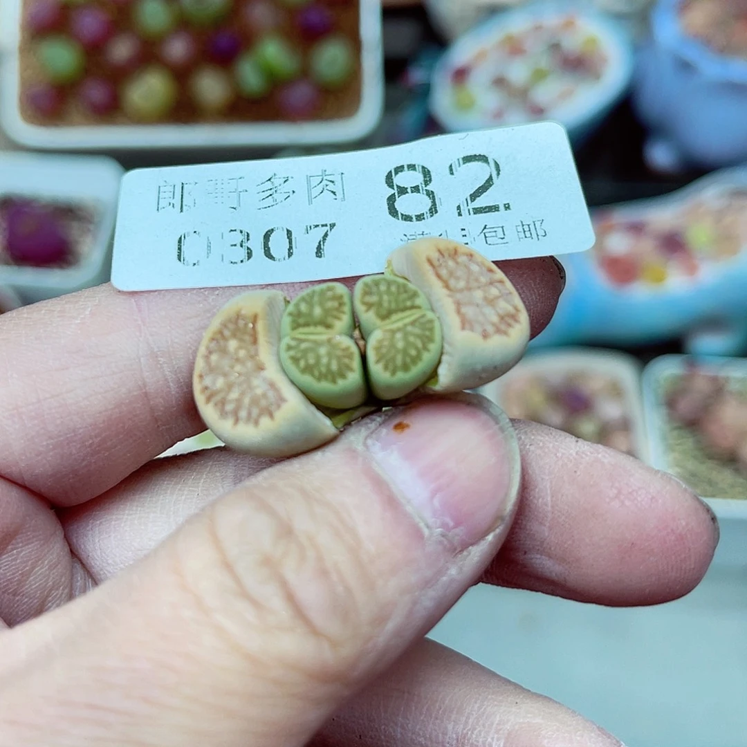 郎哥多肉生石花7-82