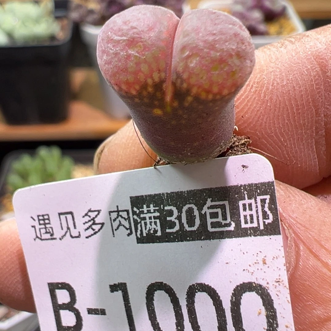 多肉植物1111111111111111111
