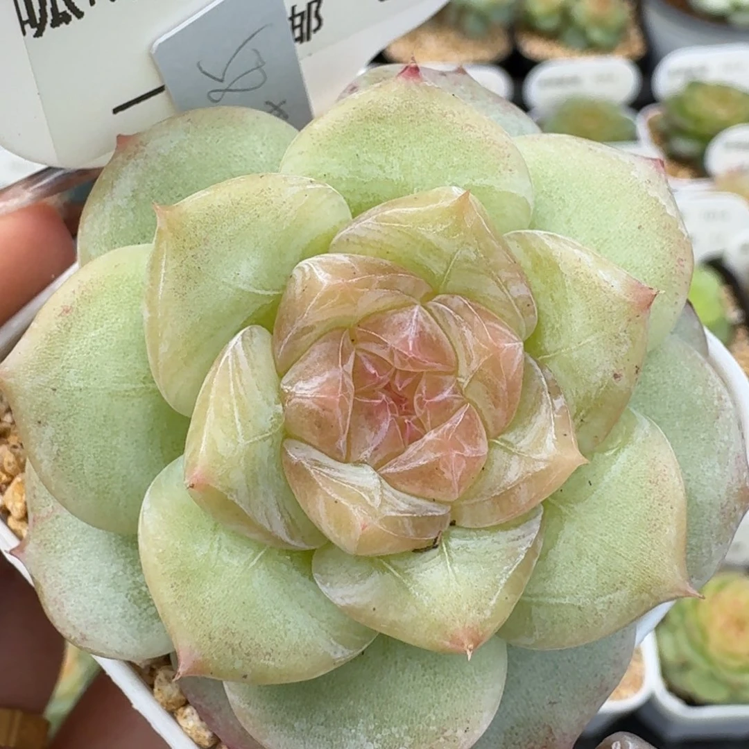 1014-036-晴芸八单头