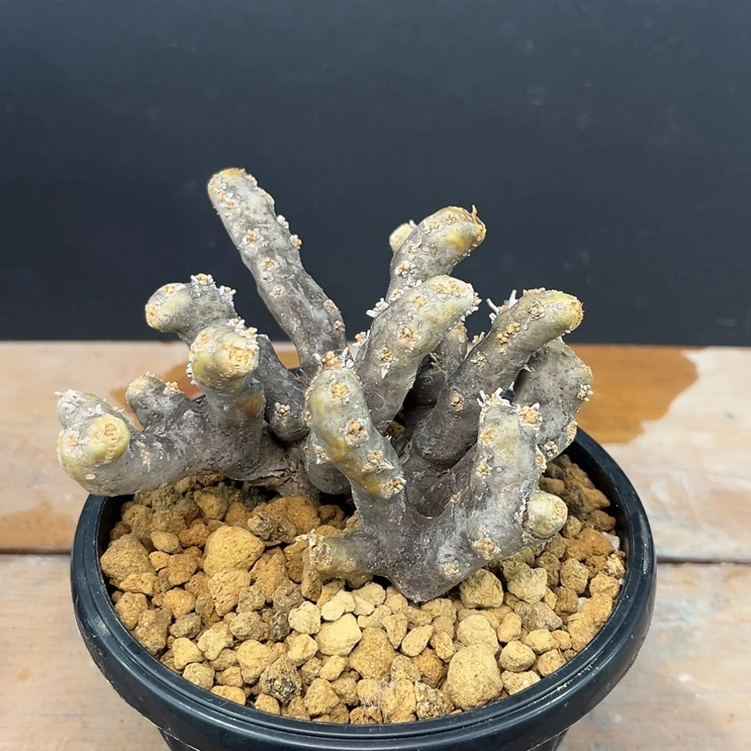 黑皮月界Zzzzzzzzzzzzzzz