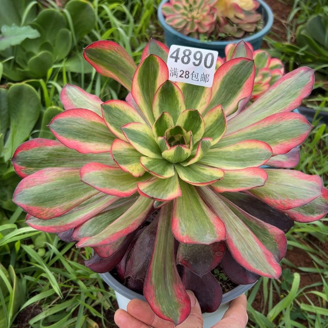 妮*贝多肉植物4890脱土