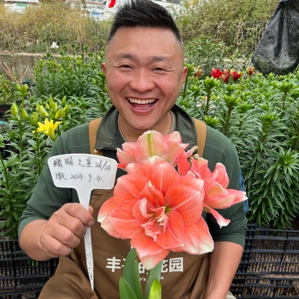 2号店丰哥秘鲁《进口珊瑚之星》1颗橙色重瓣朱顶红种球