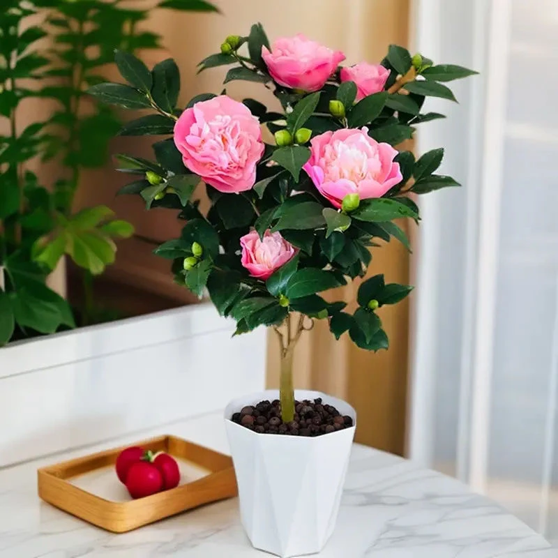 50-60CM（带花苞）浓香型香妃茶花盆栽送盆适合室内外种植耐寒耐热