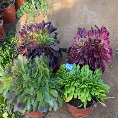 四颗法师缀一物一拍