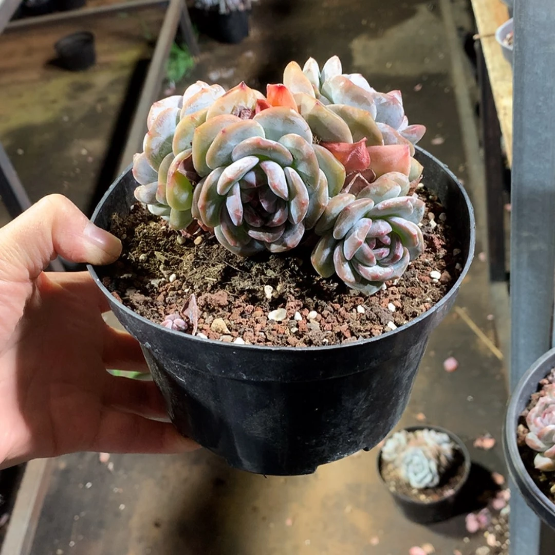 哈哈哈哈哈哈哈哈无砍31