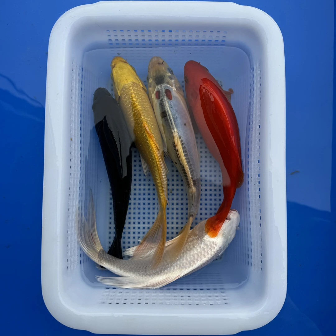 锦鲤草金1红草1黄1白1黑1龙（17-20厘米）5条观赏鱼