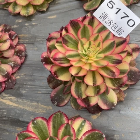 倾城多肉多多5170