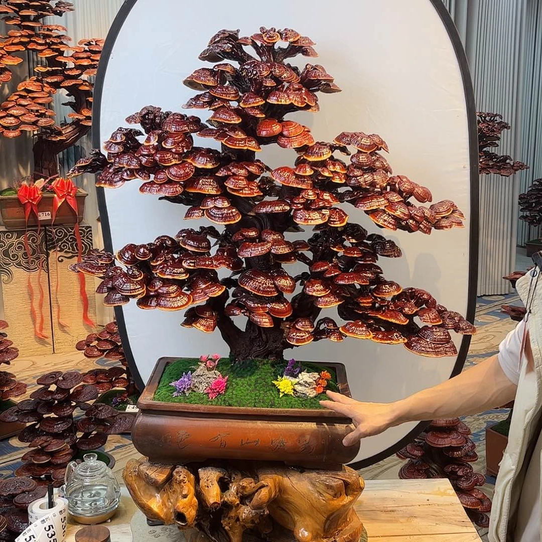 无花朵？888888888