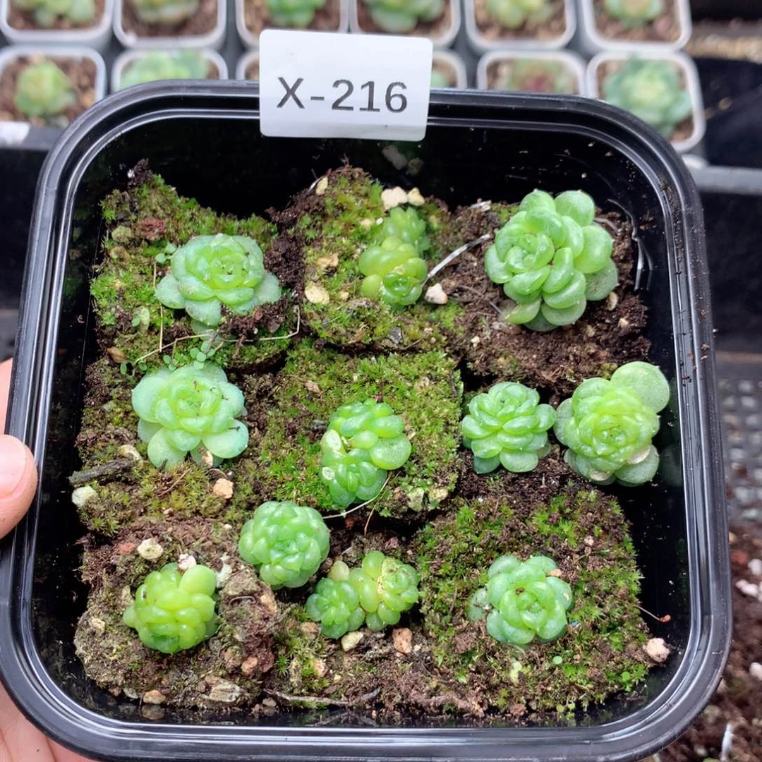 无花朵X216英语英语