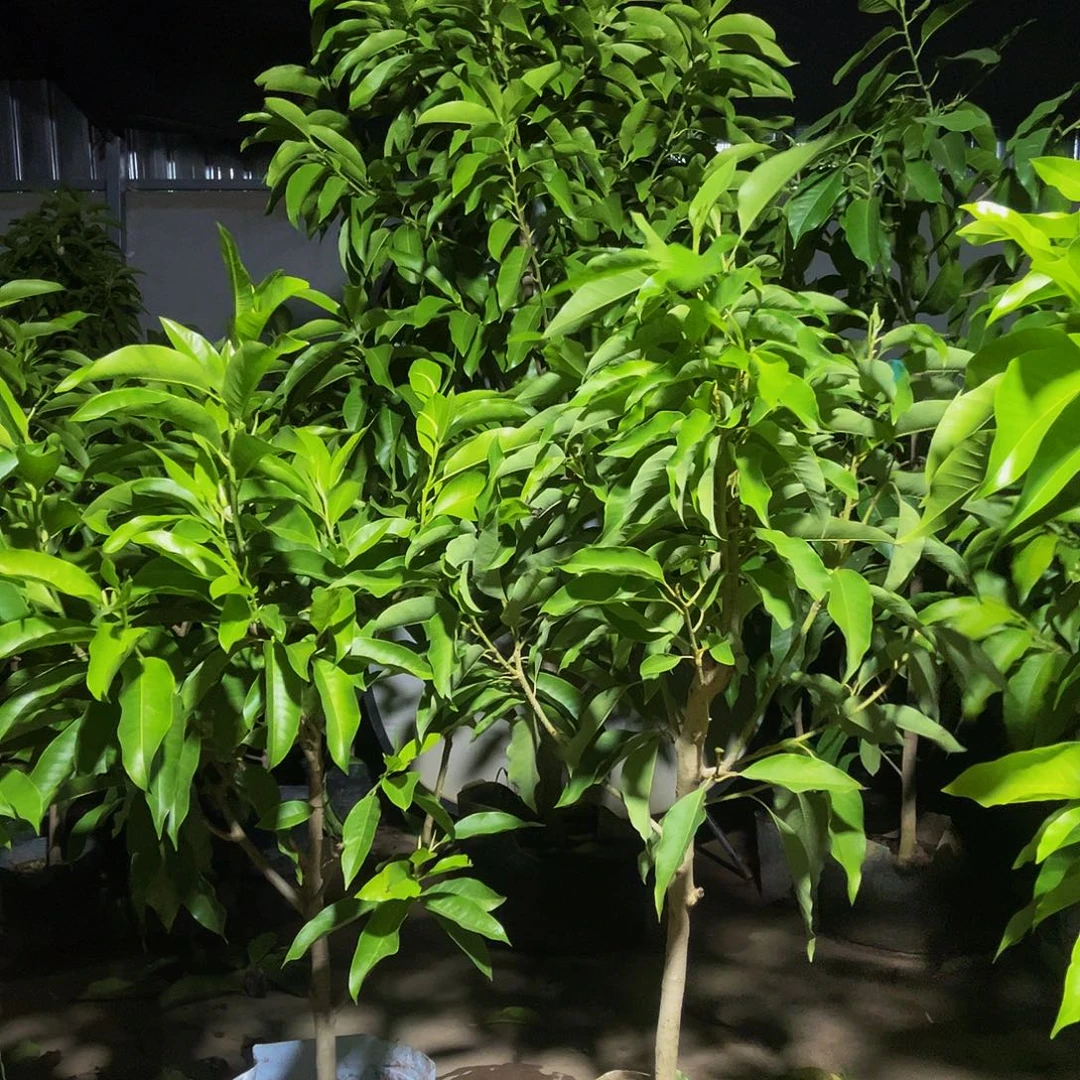 完全开放一黄一白老庄280福利款