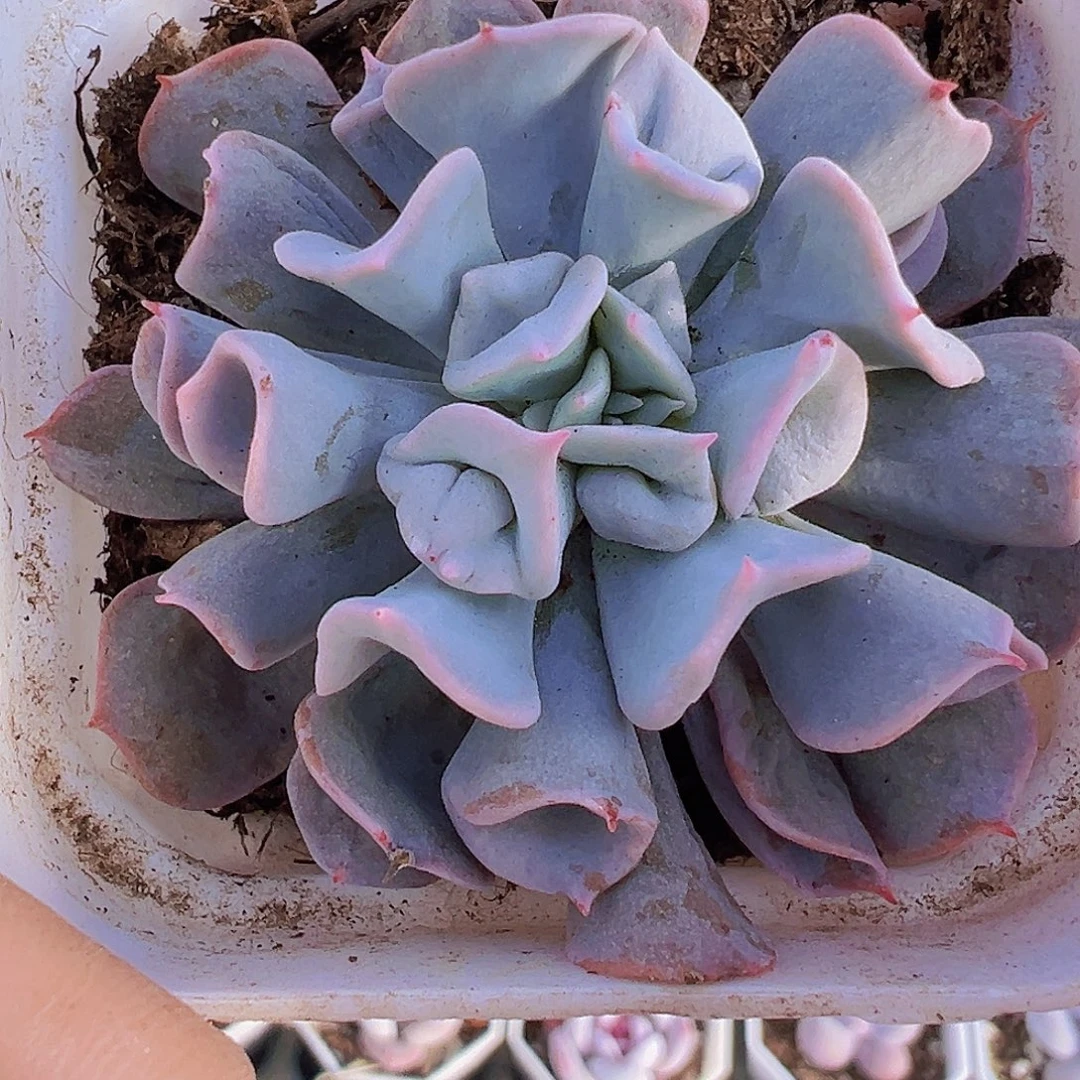 猪鼻子19包邮多肉植物