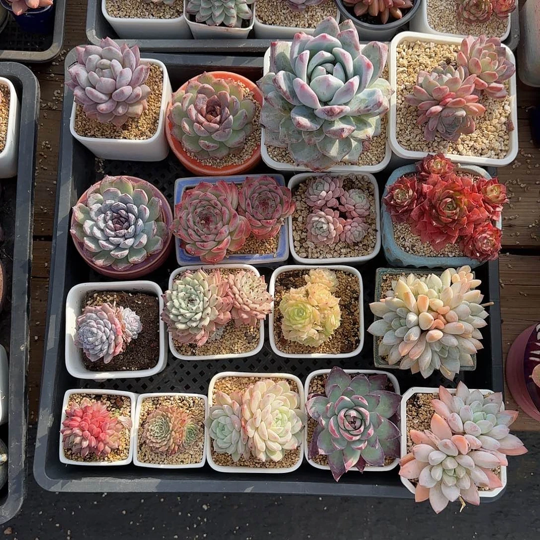 无花朵多肉植物无盆土发货