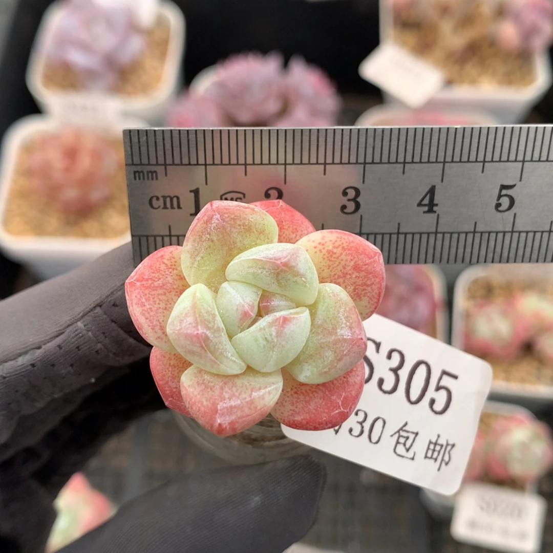 305。长腿单头糖心冰玉。