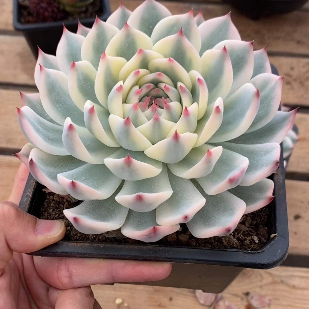 吉娃娃锦多肉植物A393