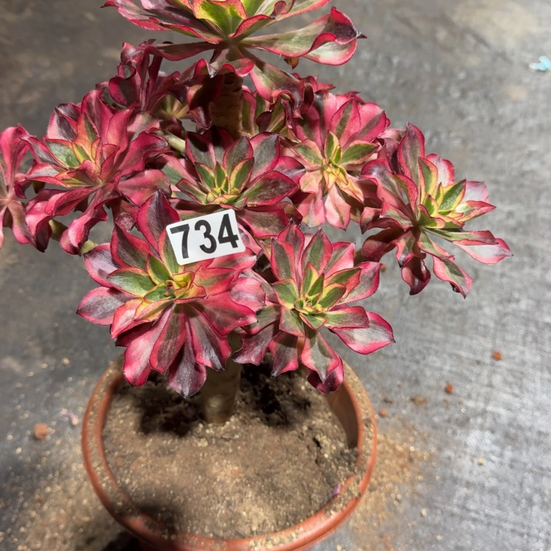 ****州734多肉植物魅影多肉