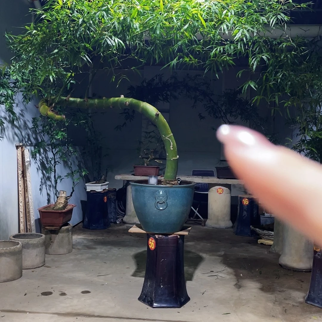 鑫***8无花朵小叶簕竹熟桩陶瓷盆一物一拍