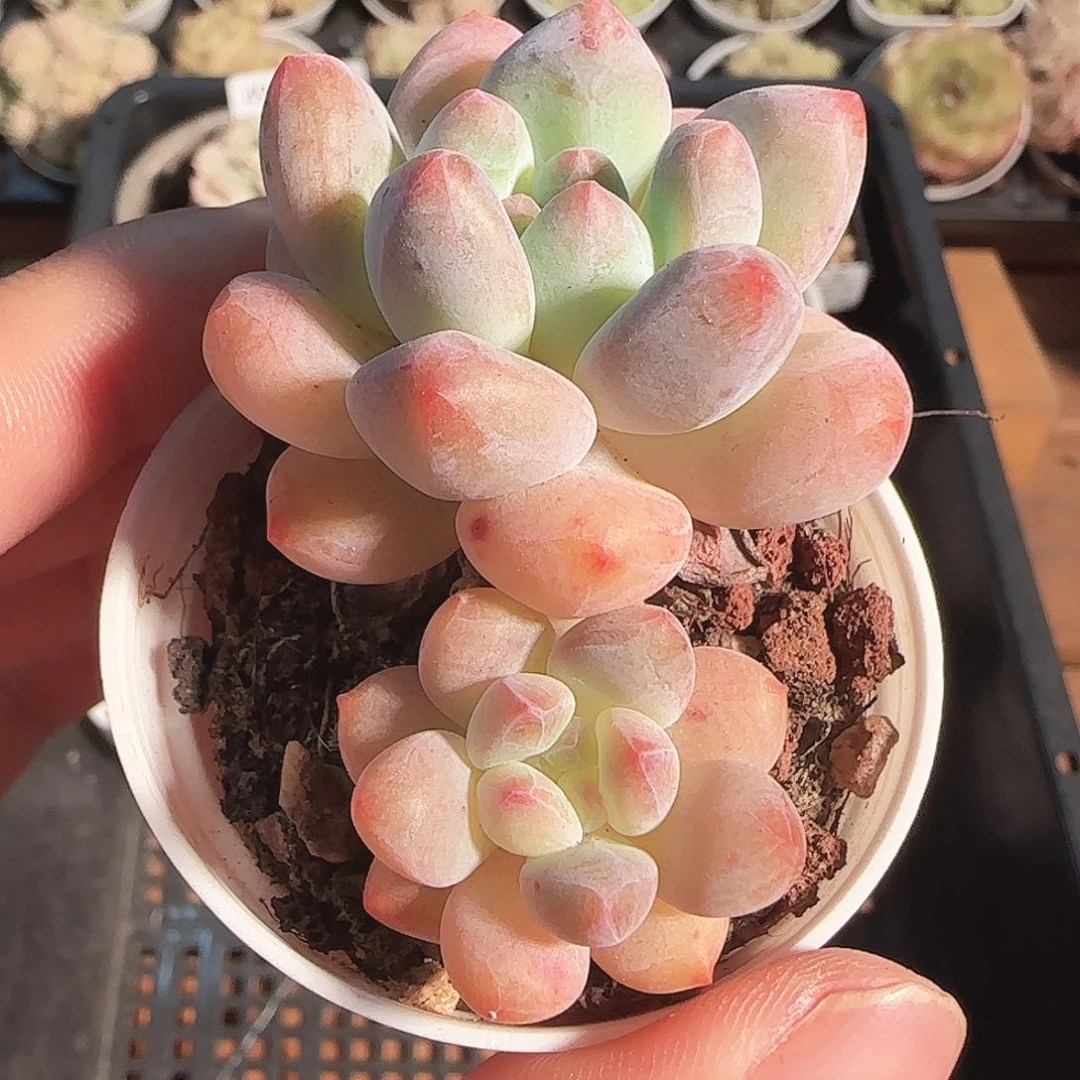 多肉1122-59美人手指