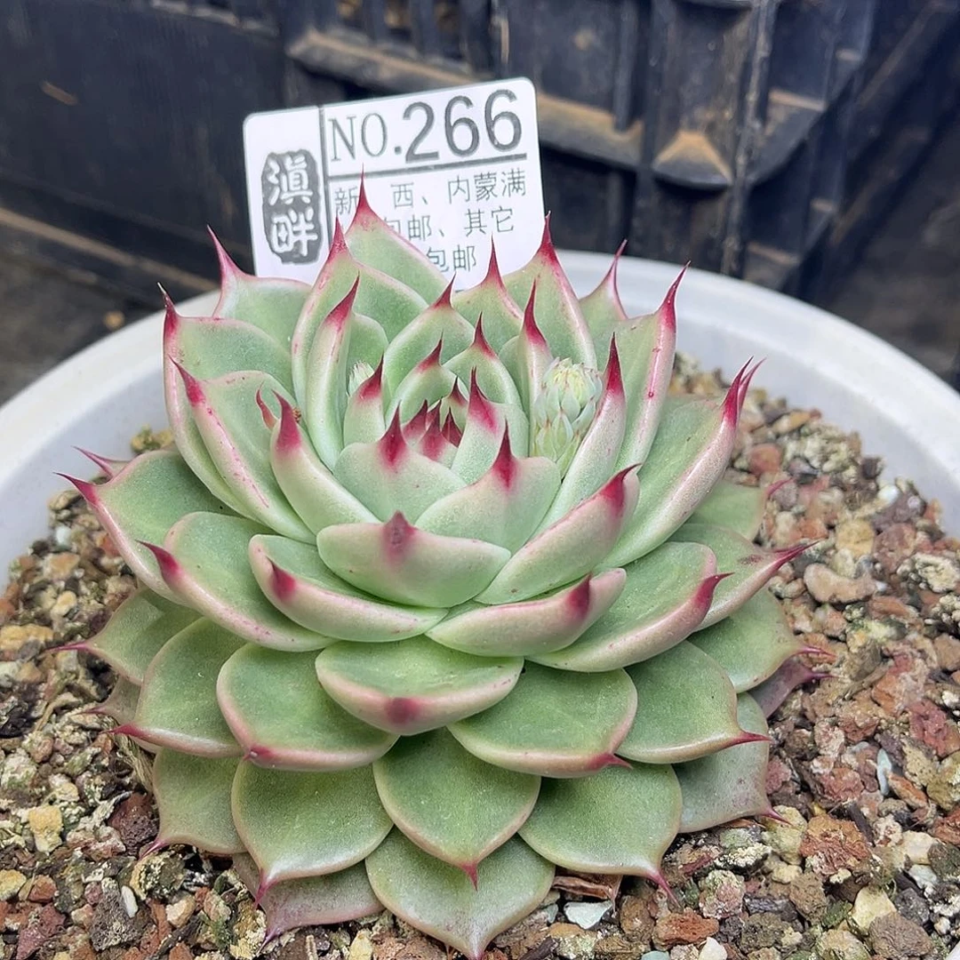 266……………………………………托斯卡