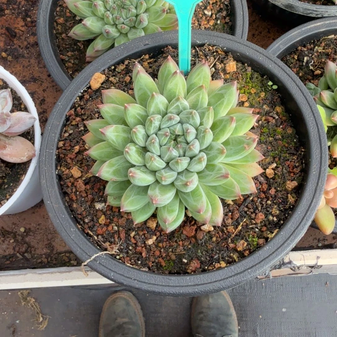 多肉植物雪美人367