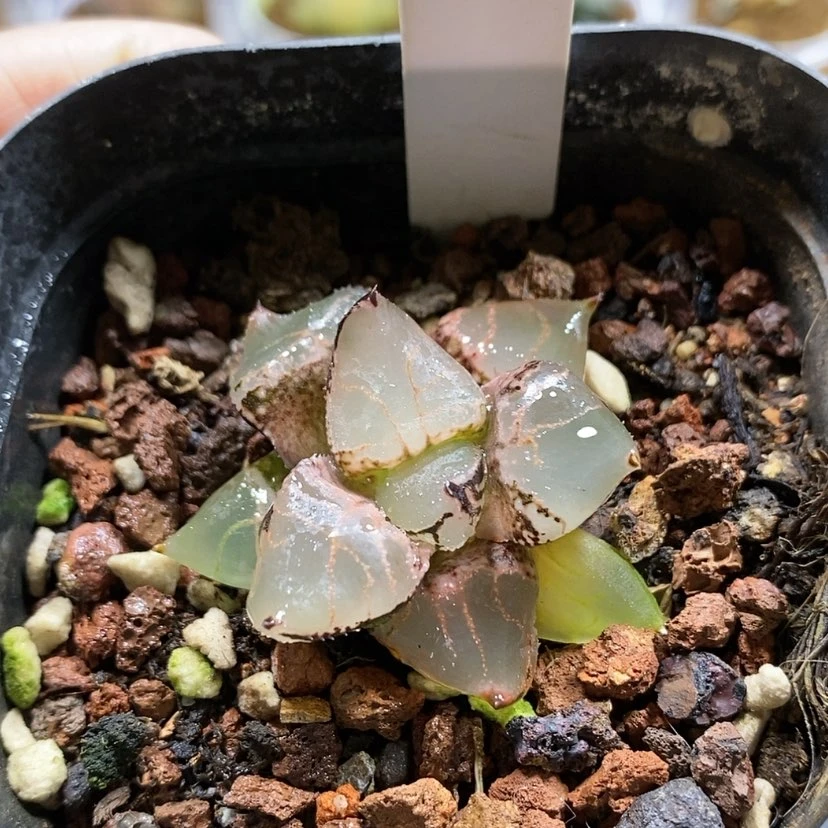 【闪购商品】67冰皇