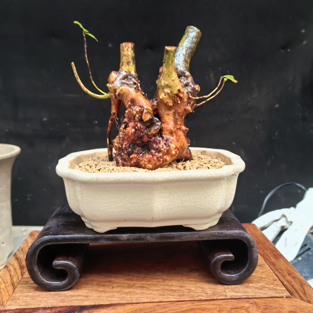 映山红老桩盆景素材