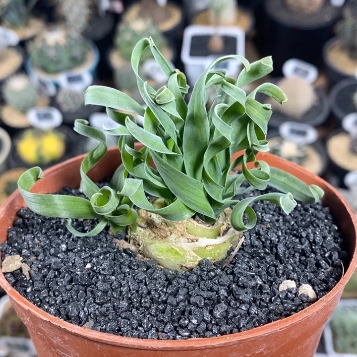 实生宽叶弹簧草147号3.7cm
