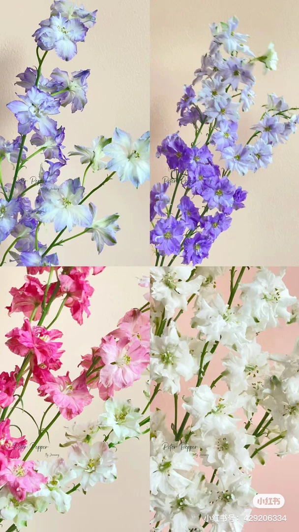 【草花】千鸟飞燕 任拍三单顺丰空运包邮鲜切花家居花店插花