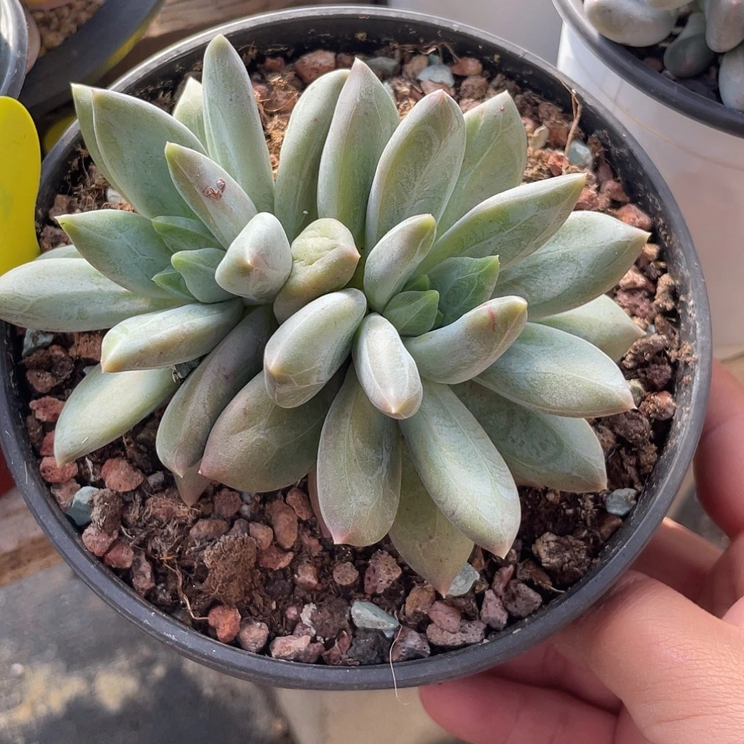 重楼多肉植物群生