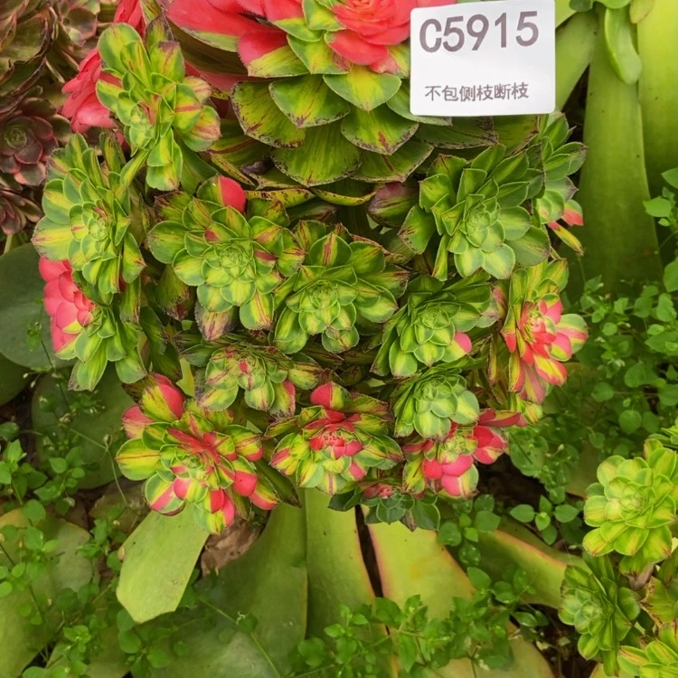 【闪购商品】用****85915多肉
