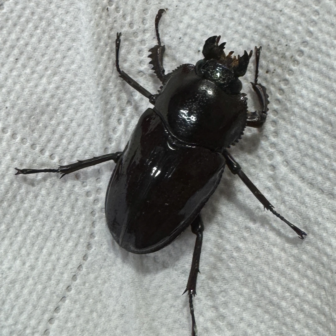 彩虹锹甲 成虫 活体（2号）母  38mm