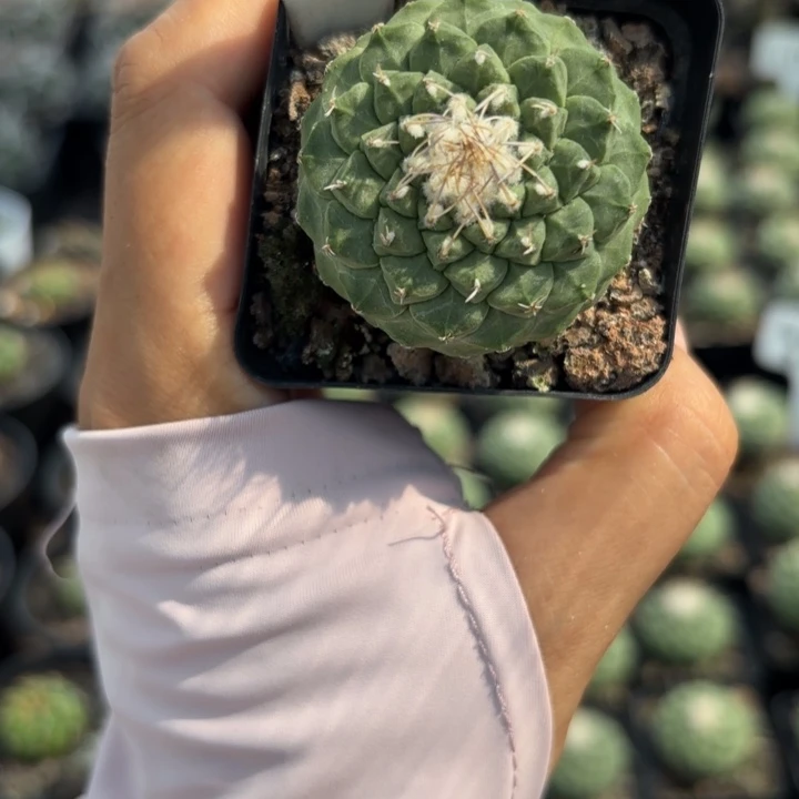 954实生菊水好养皮实