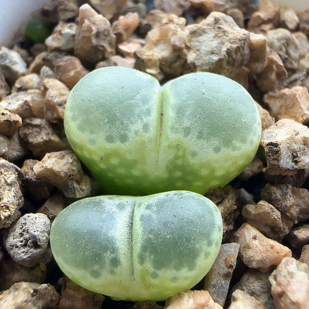 大年初三快乐23304