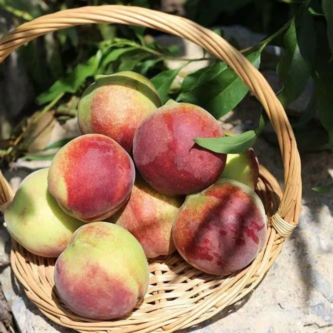 冬桃蜜桃脆甜青皮毛桃脆桃冬桃非水蜜桃新鲜当季水果多汁