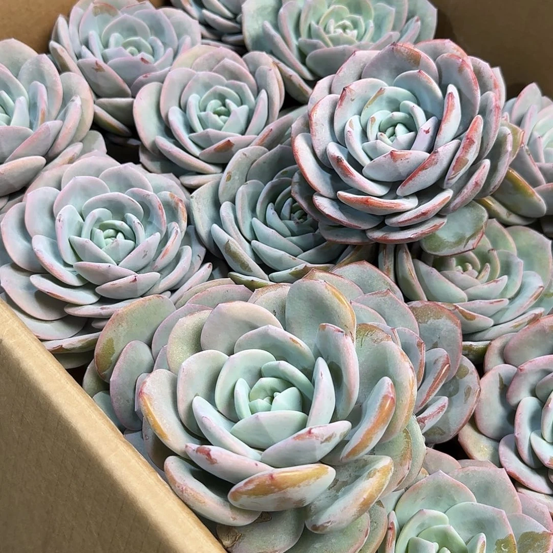 韩奶单头2颗组，售后范围：签收起7天内