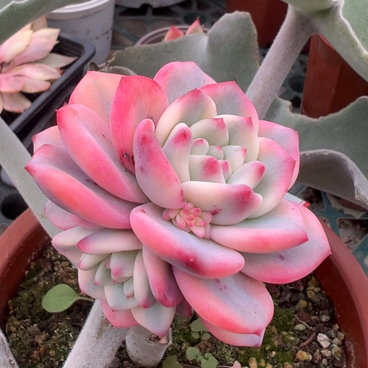 爱丽尔锦侧芽一物一拍锦龙