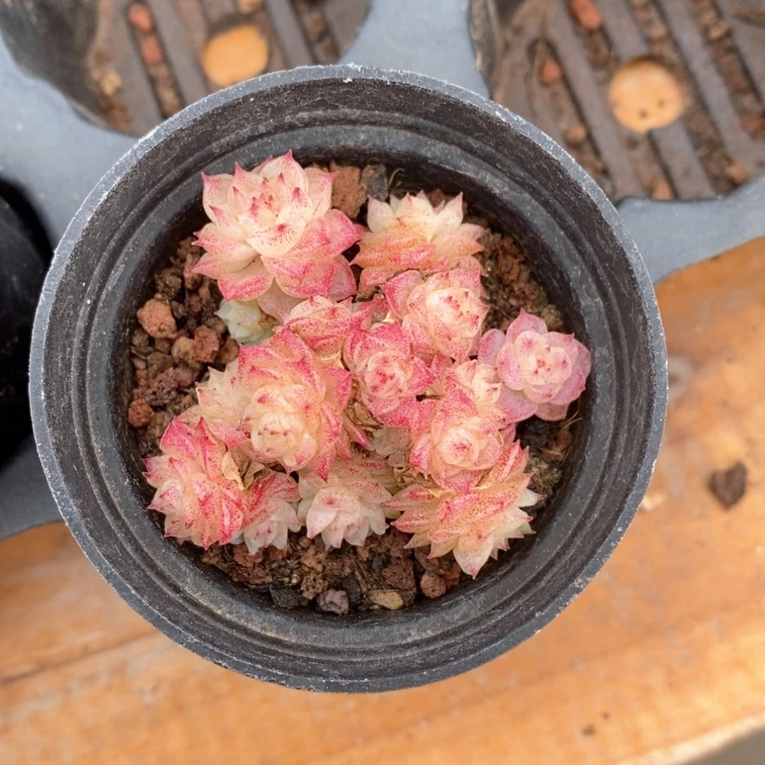 精品多肉一物一拍不包整314