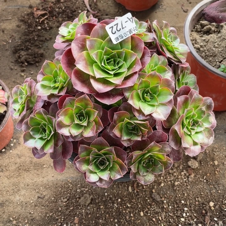 722魅金玫瑰多肉1234457889